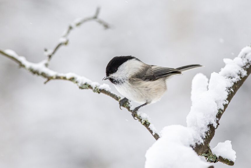 willow tit, snow, branch
